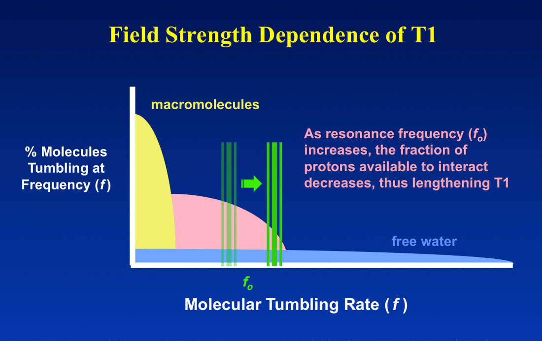 strength dependence of T1 & T2 Questions and Answers MRI