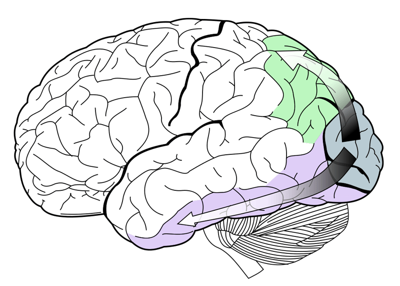 Primary visual cortex at occipital lobe