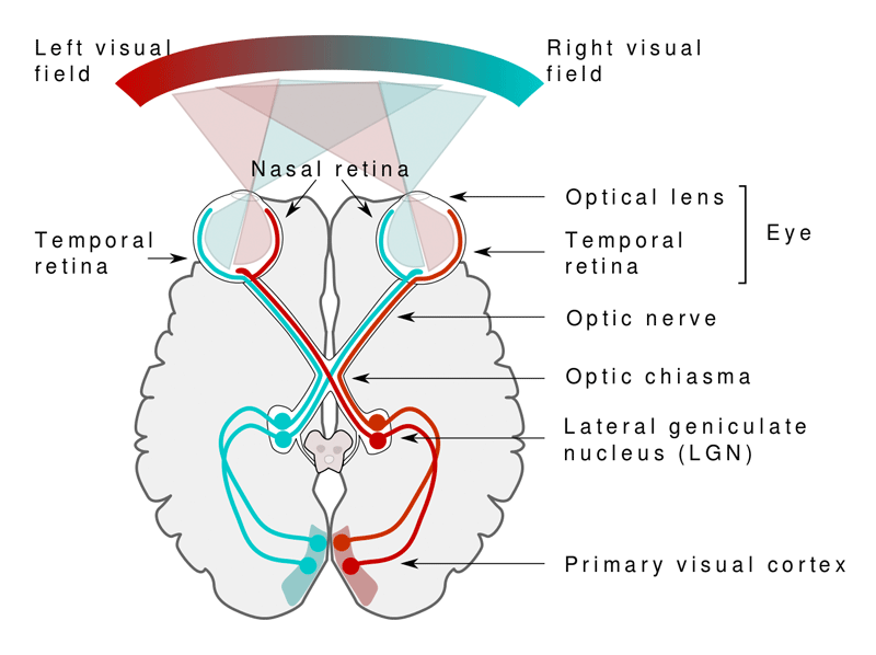 Pathways from the retina to the primary visual cortex