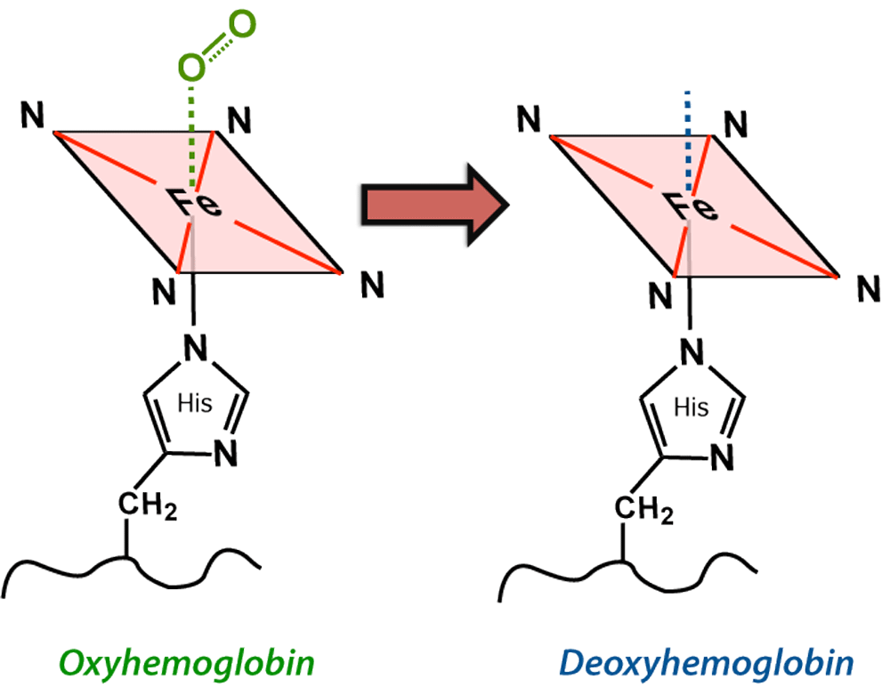 Deoxyhemoglobin is strongly paramagnetic