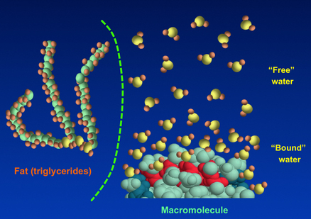 Sources of NMR signal (water, fat, macromolecules)