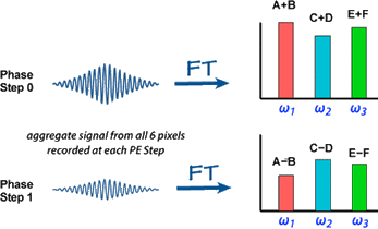 phase and frequency encoding